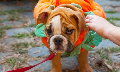 Kako zaštititi ljubimca tijekom Noći vještica