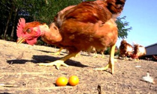 Potvrđena ptičja gripa u Špičkovini, osnovan krizni stožer