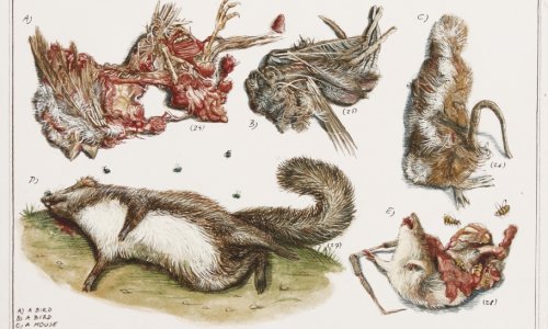 Stipan Tadić predstavlja intrigantne crteže pregaženih životinja