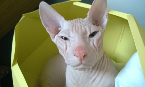 Evo kako je maziti golu macu