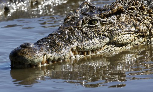 Htjela se slikati s krokodilom, ali je umalo ostala bez noge
