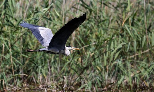 U najveću europsku močvaru više se ne dolazi slučajno i usput