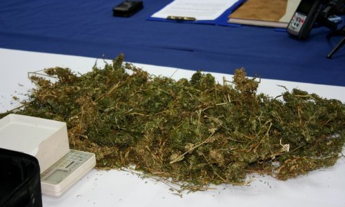 Hrvatska policija zaplijenila 800 kilograma marihuane