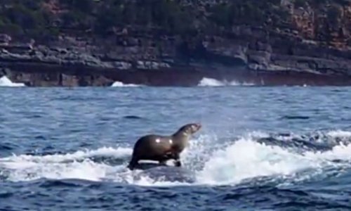 Tuljan se švercao na leđima kita!