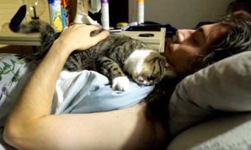 Mačka obožava bradu svog vlasnika