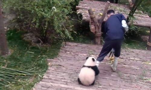 S umiljatim pandama ne može raditi baš svatko