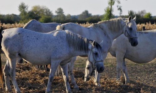 Slovenija pobijedila u sporu s Austrijom oko lipicanaca