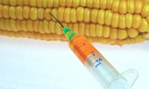 16 država članica EU glasovalo protiv GMO-a, Hrvatska suzdržana