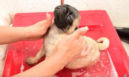 Prekrasni mops potpuno uživa u prvom kupanju