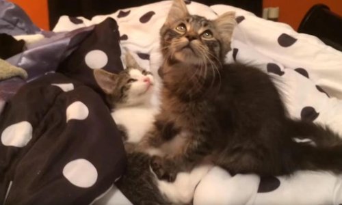 I životinje si međusobno pomažu