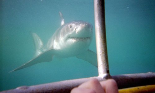 Ronilac u bliskom susretu s velikom bijelom psinom imao nevjerojatnu sreću