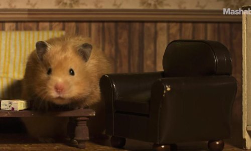 I hrčci vole osamdesete