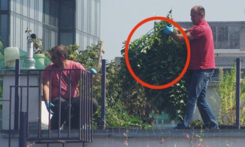 Zbog plantaže trave na krovu policija istražuje 59-godišnjakinju