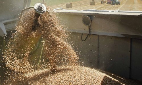 Ove godine urod pšenice manji 40 posto!