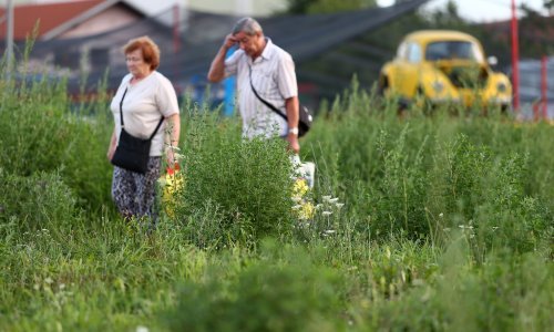 Zašto je alergija na ambroziju svake godine sve gora?
