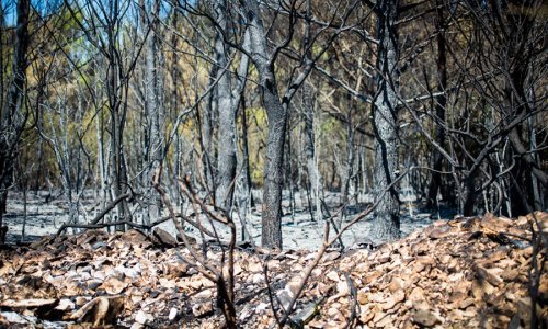 Što država radi s izgorjelom šumom i hoće li na njoj niknuti apartmani?