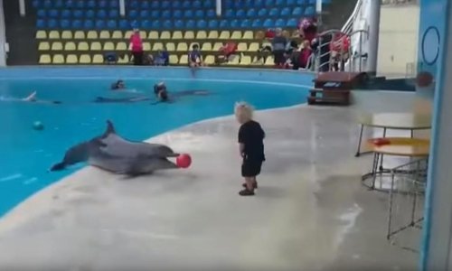 Pametni dupin igra se s dječakom