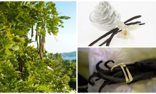 Koja je tajna dodatnog rasta cijene ionako preskupe vanilije?