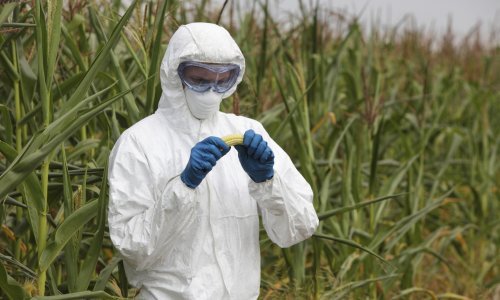 Islamska zajednica BiH zabranila muslimanima uporabu GMO proizvoda