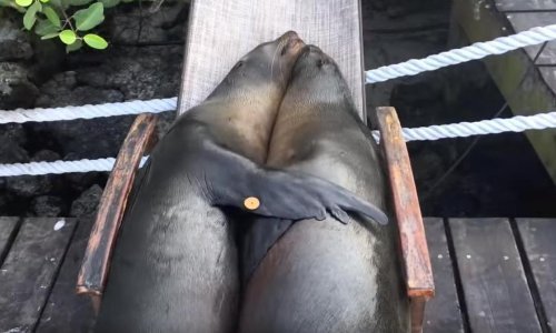 Morski lavovi grle se na ležaljci