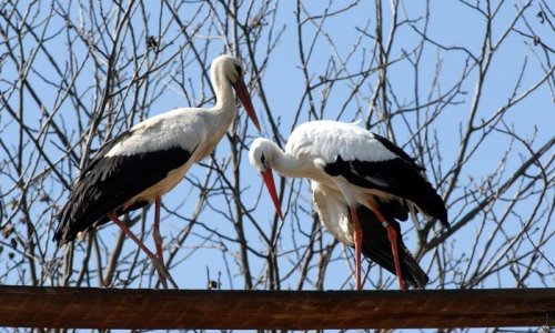 Malena i Klepetan u kampanji HTZ-a