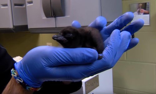 Jeste li ikad vidjeli novorođenog pingvina?