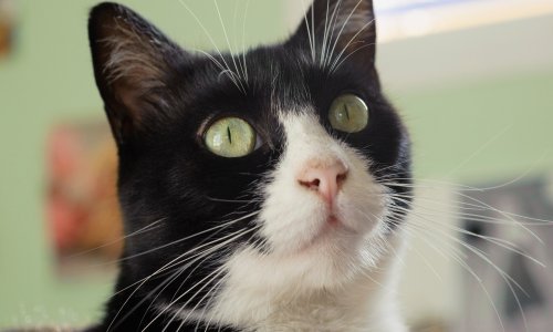 Čemu mačkama služe brkovi