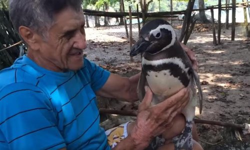 Izgubljeni pingvin pronašao novi dom