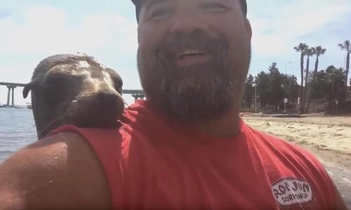 Slatki morski lav pronašao novog prijatelja