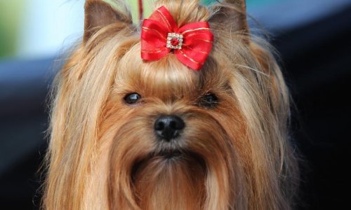 Preslatki psi okupirali osječku Copacabanu