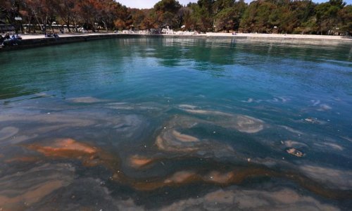 Masovna pojava toksičnih algi između Pule i Poreča