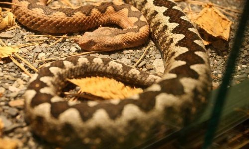 Dječak zbog ugriza zmije helikopterom hitno prevezen u Split