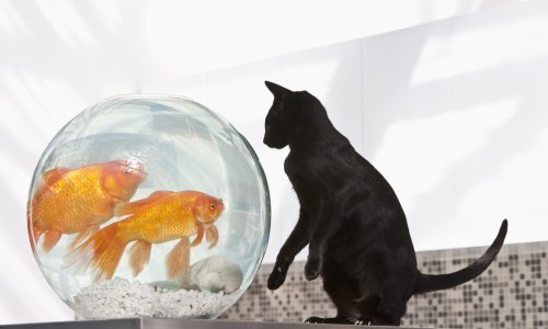 Čak mačke i ribe mogu biti prijatelji
