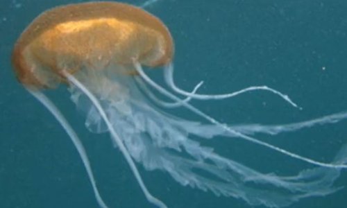 U Jadranu se pojavila kompas meduza, evo što činiti ako vas opeče