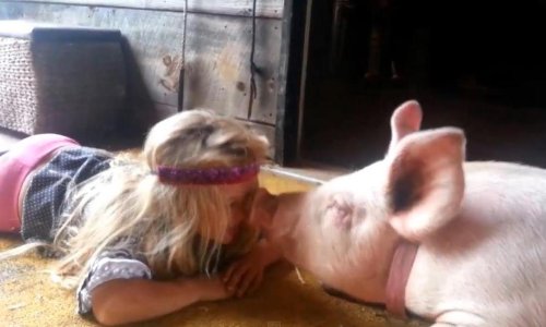 I svinje vole dobro izgledati