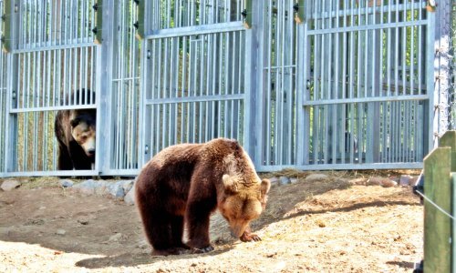 Prijatelji životinja: Medvjediću Matiji nije mjesto u zoološkom vrtu nego u prirodi ili utočištu