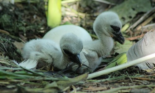Rodile se rode u Zagrebačkom ZOO-u