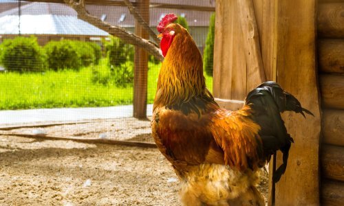 Otkrijte što vam donosi godina vatrenog Pijetla