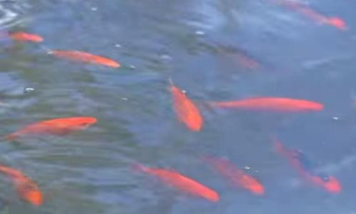 Veganski aktivisti upozoravaju na patnje riba