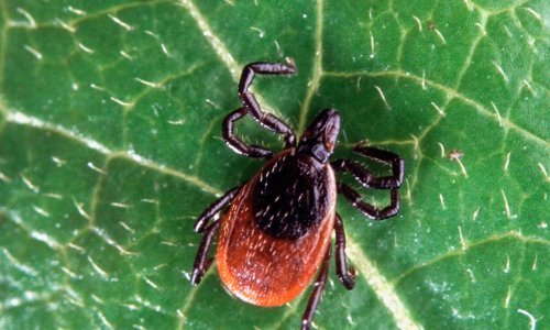 Koje bolesti prenose krpelji i kako se zaštititi