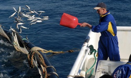 Meksikanci prodali Japancima Kali tunu