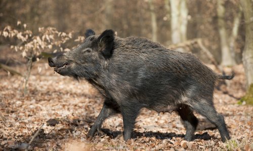 Divlja svinja ozlijedila troje ljudi