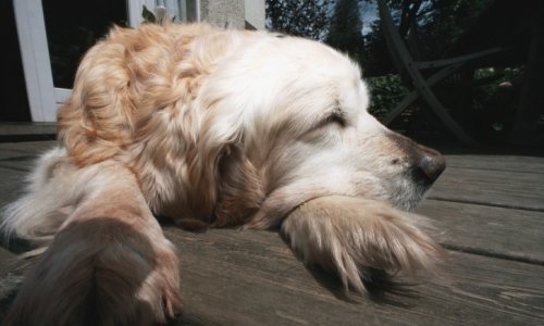 Pušači se odriču cigareta zbog kućnih ljubimaca
