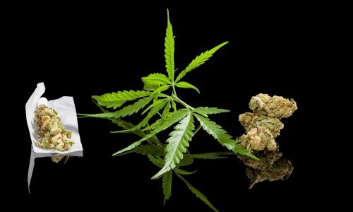 Što marihuana zapravo čini za mozak i tijelo