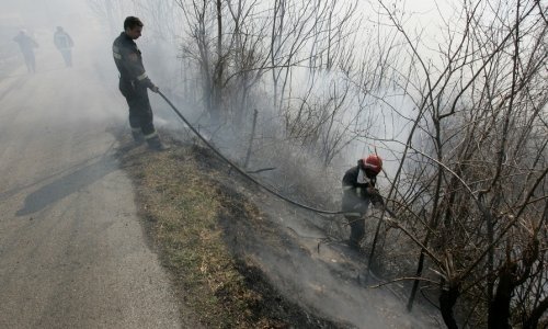 Palio korov i zapalio više od 50 hektara zemljišta