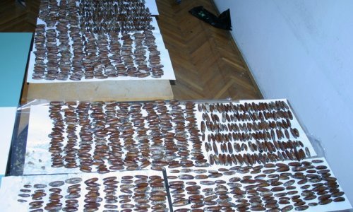 Uhvaćen u Zagrebu s 18 kilograma prstaca