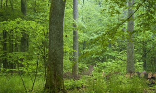 'Nećemo privatizirati šume nego lovstvo i ugostiteljstvo'