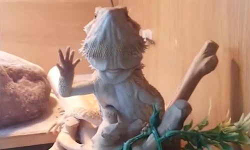 Ovaj gušter maše svom vlasniku