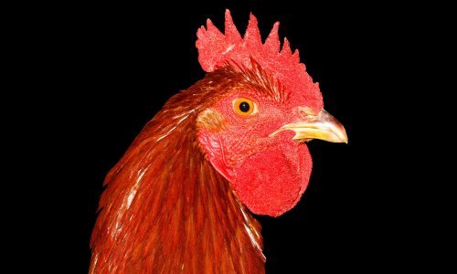 Što svaki znak može očekivati u godini Pijetla