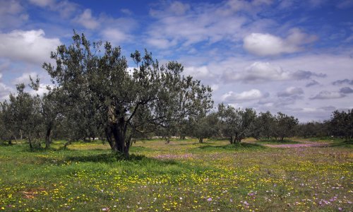 Istra je najbolja maslinarska regija na svijetu!